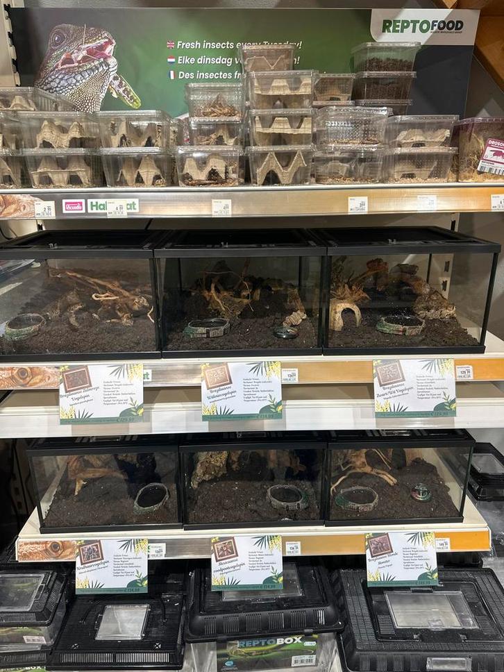 Diverse soorten vogelspinnen, Dieren en Toebehoren, Insecten en Spinnen, Spin of Schorpioen