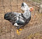 2 hanen of 1 haan wyandotte kriel, Dieren en Toebehoren, Pluimvee, Mannelijk, Kip