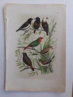 Vogelprent 1886 - vinken (?) ERG fraai !!, Ophalen of Verzenden