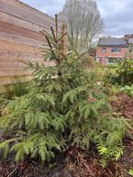 Picea Rubens, Tuin en Terras, Planten | Bomen, Overige soorten, Bloeit niet, Ophalen, 100 tot 250 cm