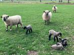 3 mooie Hamshire Down ram lammeren te koop, Dieren en Toebehoren, Schapen, Geiten en Varkens, Mannelijk, Schaap