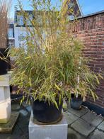 Bamboe plant in pot, Tuin en Terras, Planten | Tuinplanten, Ophalen, Volle zon, Vaste plant, Siergrassen