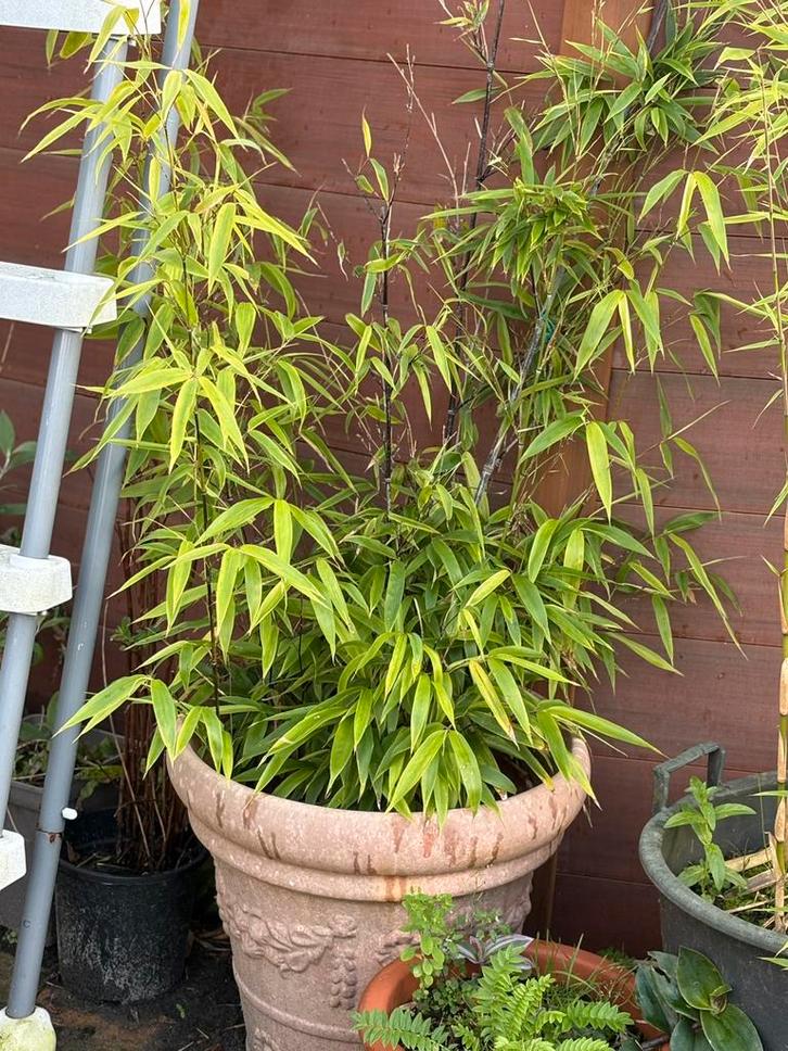 Phyllostachys nigra Woekerende zwarte lakbamboe, Tuin en Terras, Planten | Tuinplanten, Overige soorten, Halfschaduw, Bloeit niet
