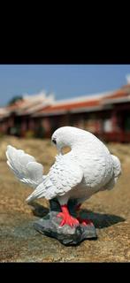 Decoratie witte pauwstaart, Dieren en Toebehoren, Overige soorten