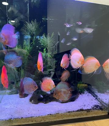 Mooi aquarium zonder bioloog beschikbaar voor biedingen