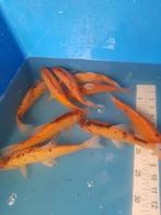 Grote Goud zeelt  maat 24/25 cm., Karper of Koi