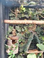 Damalijster poppen., Dieren en Toebehoren, Vogels | Overige Vogels, Vrouwelijk, Wildzangvogel, Geringd