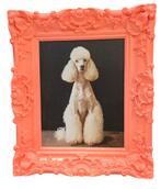 Colmore, schilderij 'Poedel' in een vrolijk gekleurde barok, Colmore, Nieuw, Ophalen of Verzenden, Info@colmore.nl