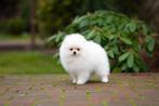 Pomeriaan | Pomeranian | Puppy | Reutje | Stamboom | Beertje, Dieren en Toebehoren, Reu, 8 tot 15 weken, Buitenland, Eén hond