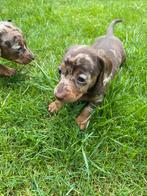 Choco getijgerde Dwerg / Kaninchen Teckel Reu, Dieren en Toebehoren, Reu, CDV (hondenziekte), 8 tot 15 weken, Korthaar