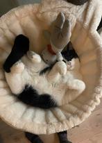 Poes zoekt nieuw huisje, Poes, Gechipt, 0 tot 2 jaar