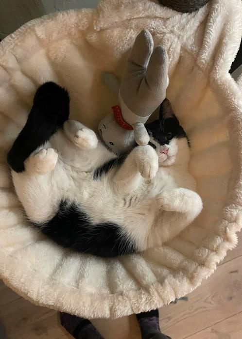 Poes zoekt nieuw huisje, Dieren en Toebehoren, Katten en Kittens | Raskatten | Korthaar, Poes, 0 tot 2 jaar, Gechipt, Ontwormd