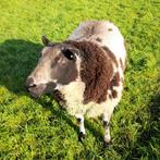Te koop mooie Bonte Dekram, Dieren en Toebehoren, Mannelijk, Schaap
