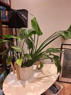 Big plant including pot, Huis en Inrichting, Kamerplanten, Ophalen, Halfschaduw, Minder dan 100 cm