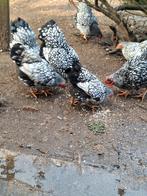 Te koop, wyandotte krielen zilverzwart gezoomd, Dieren en Toebehoren, Pluimvee, Meerdere dieren, Kip