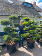 Ilex Bonsai nu 10% korting, Tuin en Terras, Planten | Bomen, Ophalen, Bloeit niet, Halfschaduw, Overige soorten