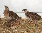kwartel GEZOCHT, Meerdere dieren, Tropenvogel