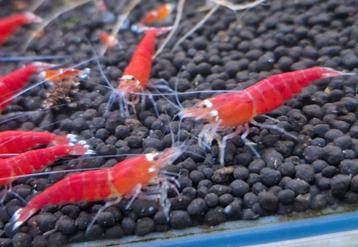Super crystal red garnalen aquarium vis  beschikbaar voor biedingen