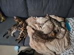 Bengaalse (snow)kittens mogen het nest verlaten., Dieren en Toebehoren, Katten en Kittens | Raskatten | Korthaar, Meerdere dieren