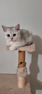 Scottish Fold & Brits kort haar, Dieren en Toebehoren, Katten en Kittens | Raskatten | Korthaar, Meerdere dieren, Ingeënt