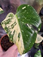 Monstera Créme Brulé, Huis en Inrichting, Kamerplanten, Ophalen of Verzenden