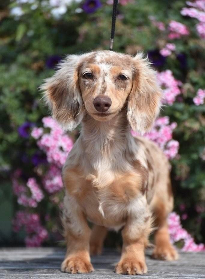 Gezocht! Langhaar dwerg teckel, Dieren en Toebehoren, Honden | Teckels en Dashonden, Reu, Langhaar, Dwerg, Fokker | Hobbymatig