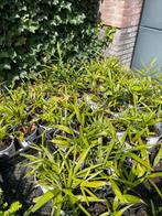 Palmbomen - Diverse soorten te koop!, Volle zon, Vaste plant, Bloeit niet, Ophalen