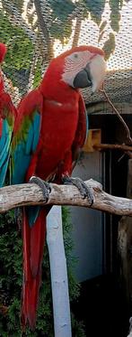 Groenvleugel ara, Dieren en Toebehoren, Mannelijk, Papegaai