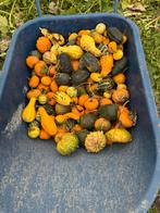 sierkalebassen en pompoenen., Ophalen