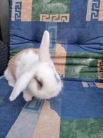 Jong konijntje, Dieren en Toebehoren, Konijnen, Mannelijk, Middelgroot, Hangoor, 0 tot 2 jaar