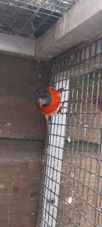 Kapoetsensijs man Geringd 2023, Dieren en Toebehoren, Vogels | Overige Vogels, Mannelijk, Tropenvogel, Geringd