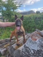 Charismatische en mooie Mechelse herder reu van 15 maanden., Dieren en Toebehoren, Rabiës (hondsdolheid), Reu, 1 tot 2 jaar, Eén hond