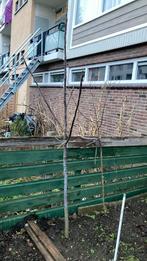 Diverse frut bomen planten, Ophalen of Verzenden, Zo goed als nieuw, Wasrek