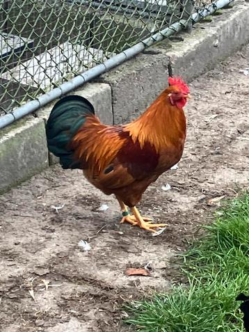 New Hampshirekriel fokhaantje beschikbaar voor biedingen