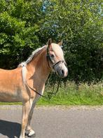 Raszuivere (toekomstige) sportpony, Dieren en Toebehoren, Met stamboom, Ruin, 7 tot 10 jaar, Recreatiepony