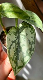 Scindapsus silver lady (zeldzaam), Ophalen of Verzenden, Overige soorten, Minder dan 100 cm