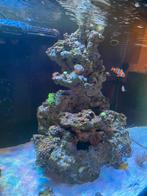 Zeeaqiarum pilaar levend steen, Dieren en Toebehoren, Ophalen, Plant(en), Steen of Hout