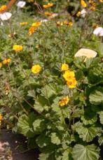 nagelkruid, geel , bloeit zeer lang, vaste plant, Vaste plant, Halfschaduw, Zomer, Ophalen