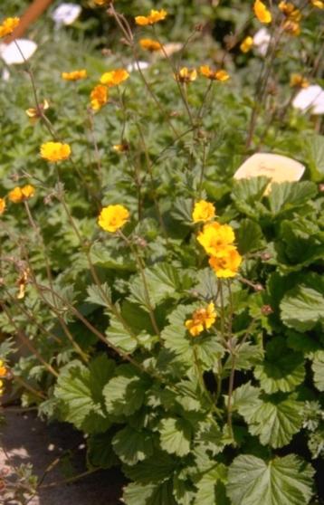 nagelkruid, geel , bloeit zeer lang, vaste plant beschikbaar voor biedingen