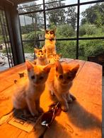 Kittens Ragdoll/Maine Coon x Europese korthaar, Dieren en Toebehoren, Meerdere dieren, Gechipt, 0 tot 2 jaar