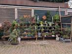 Acer Pinus Juniperus Ficus Eik Ginkgo Malus etc Bonsai, Bloeit niet, Halfschaduw, Minder dan 100 cm, Overige soorten