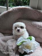 Pomchi pups, Dieren en Toebehoren, Honden | Chihuahua's en Gezelschapshonden, 8 tot 15 weken, Meerdere, Meerdere dieren, Chihuahua