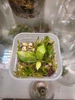 Philodendron Gloriosum Tricolor - Reserveer nu!, Ophalen of Verzenden, Halfschaduw, Minder dan 100 cm