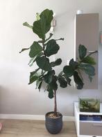 Ficus lyrata / tabaksplant, Huis en Inrichting, Kamerplanten, Ficus, Ophalen of Verzenden, Halfschaduw