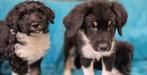 Supermooie Aussiedoodle/aussiedoodles pups, Dieren en Toebehoren, CDV (hondenziekte), 8 tot 15 weken, Groot, Meerdere