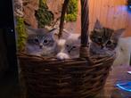 100% Siberische kittens een Beschikbaar grijs, Dieren en Toebehoren, Meerdere dieren, Gechipt