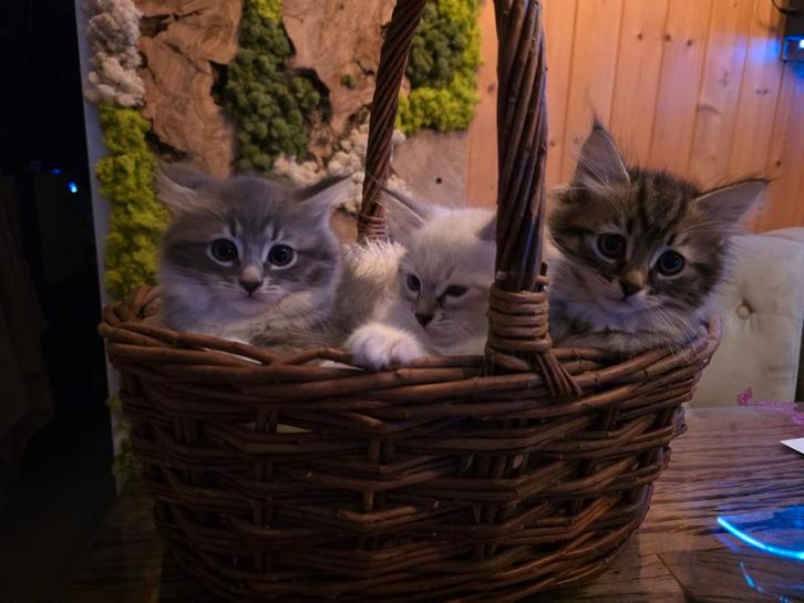 100% Siberische kittens een Beschikbaar grijs, Dieren en Toebehoren, Katten en Kittens | Raskatten | Langhaar, Meerdere dieren