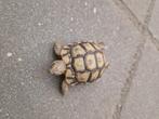 Land Schildpad, Dieren en Toebehoren, Schildpad, 0 tot 2 jaar