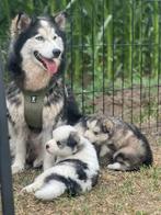 Pomsky puppies, Dieren en Toebehoren, België, Particulier, CDV (hondenziekte), 8 tot 15 weken