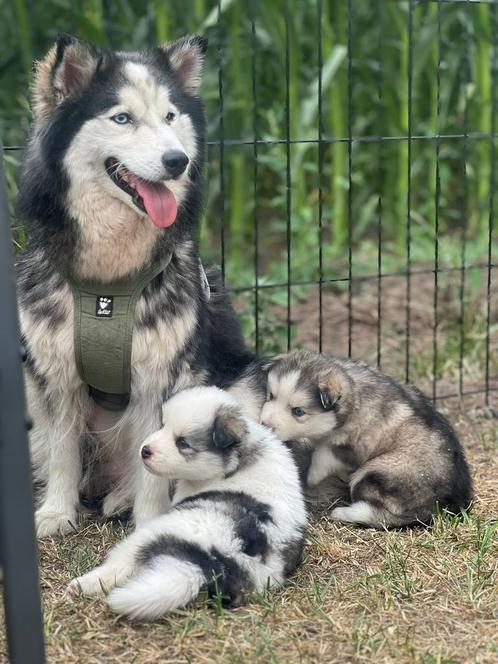 Pomsky puppies, Dieren en Toebehoren, Honden | Poolhonden, Keeshonden en Oertypen, Meerdere dieren, Poolhond, Particulier, Meerdere